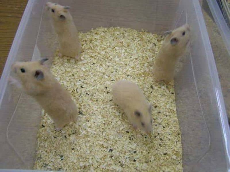 Hamster babies 2