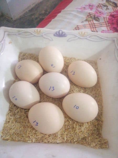 Ayam cemani Eggs 100% Fertile & Fress 1