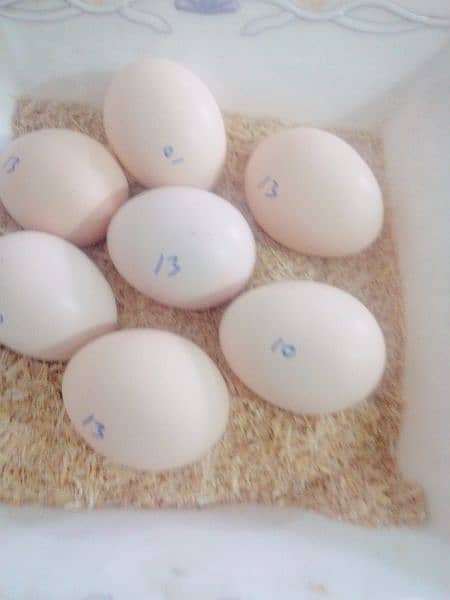 Ayam cemani Eggs 100% Fertile & Fress 2