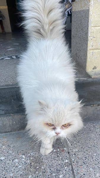Persian cat kitten 6