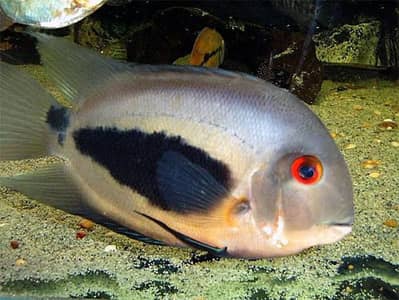 urau cichlid rare fish
