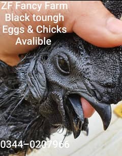 Ayam Cemani Black toungh Eggs and chicks