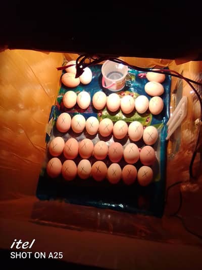 Eggs incubator for sale 5