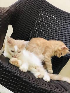 persian Kittens