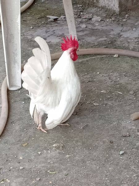 japanese bantam white tail 5