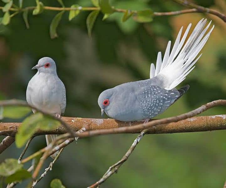 Dove And Finch 2