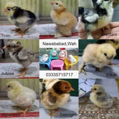 Chick. Fancy. Jublee. Golden Buff. Japanese. More↓O33357l57l7. Wah,Punjab