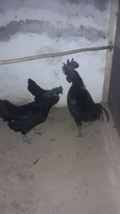 Ayam cemani gree tang chiks for sell day old month old 3 month old