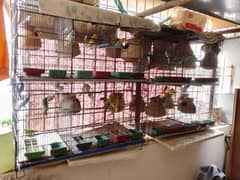 Australians birds mix breed and foldable partitions 3 portions
