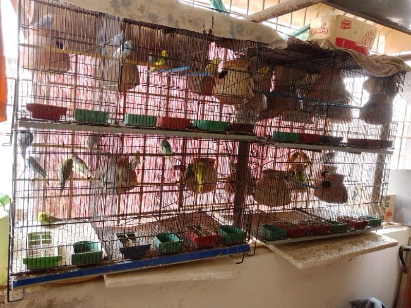 Australians birds mix breed and foldable partitions 3 portions 1