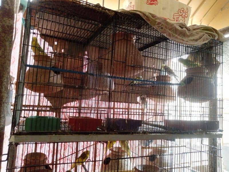 Australians birds mix breed and foldable partitions 3 portions 2