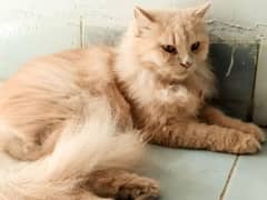 Persian Cat for Sale