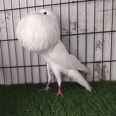 Norwich pouter fancy Pigeon Guarenteed breeder pair with eggs