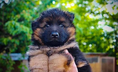 German shepherd long haired  puppy