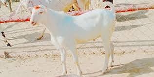 2 dant Bakra for sell 1