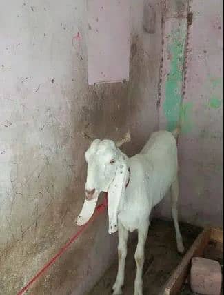 2 dant Bakra for sell 2