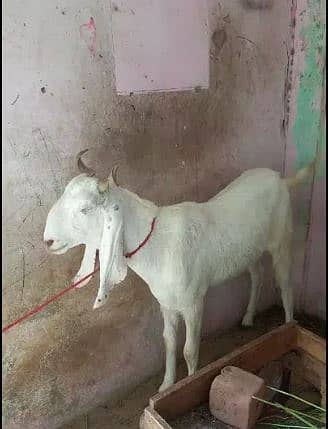 2 dant Bakra for sell 5