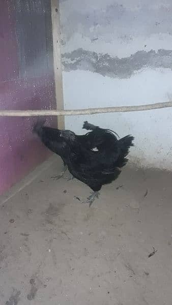 Ayam cemani gree tang chiks for sell day old month old 3 month old 1