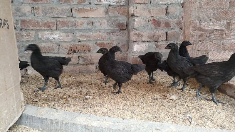 Ayam cemani gree tang chiks for sell day old month old 3 month old 2