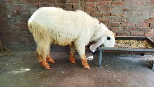 Kajla Chatra Qurbani ka Lia For Sale