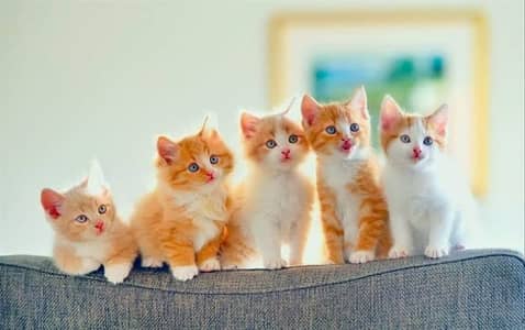 Pure purshion Cats or Kittens For Sale Contact Only Whatsapp No