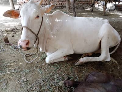 pure white nukri sahiwal cow - Livestock - 1052823793