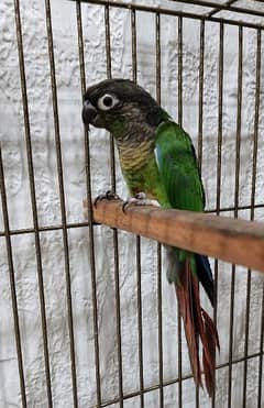 burung pineapple conure