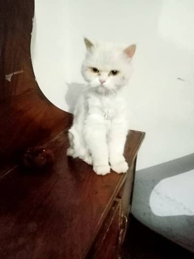Persian cat kitten 4