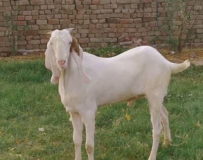 desi Bakra qurbani lagne wala for sale - Livestock - 1052992211