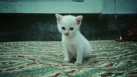 Turkish kitten
