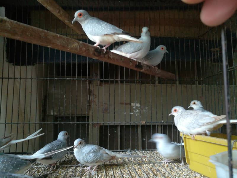 Breeder dove pairs home birds sale 1