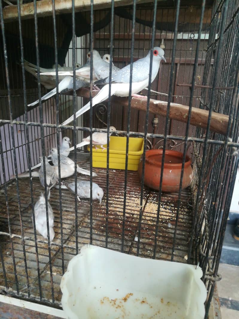 Breeder dove pairs home birds sale 2