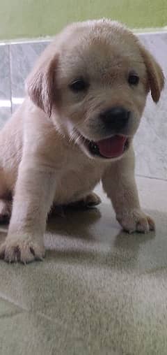 Labrador male puppy