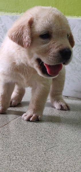 Labrador male puppy 1