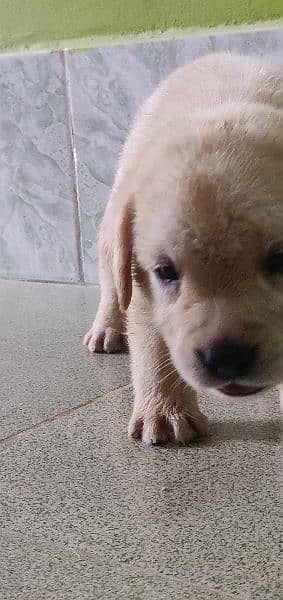 Labrador male puppy 2