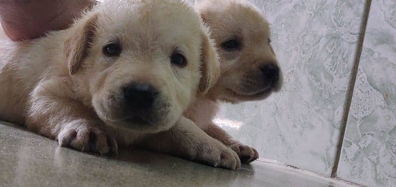 Labrador male puppy 3