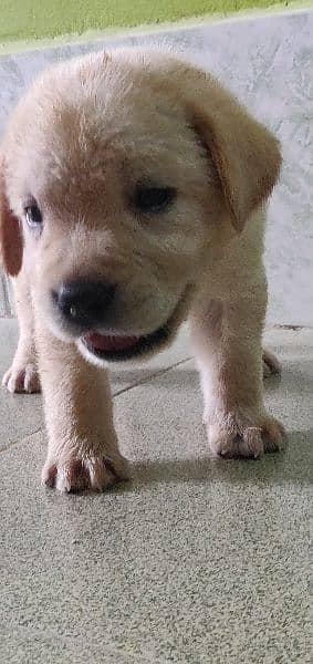 Labrador male puppy 4