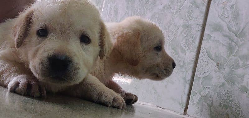 Labrador male puppy 5