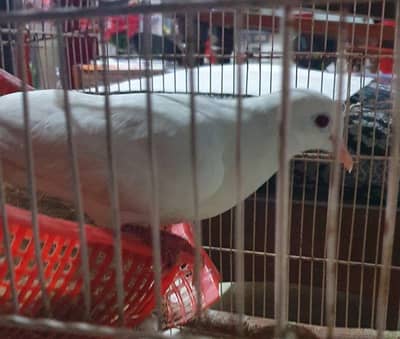 white bird for sale