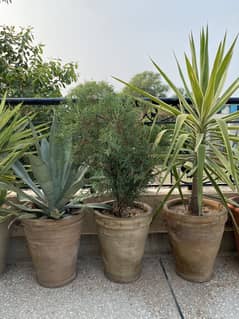 Evergreen plants for sale. For contact 03325193626 0