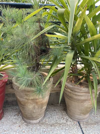 Evergreen plants for sale. For contact 03325193626 1