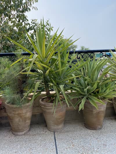 Evergreen plants for sale. For contact 03325193626 2