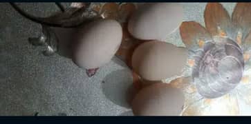 Aseel Eggs available