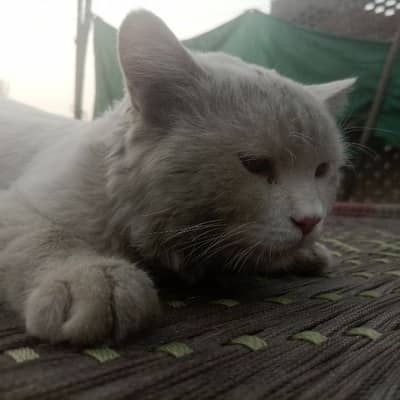 Persian cat@Siamese cat @ Cat@ blue eye cat@kitten@persiankitten 3