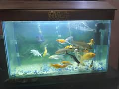 Aquarium 3' ft with fishes and all accessories