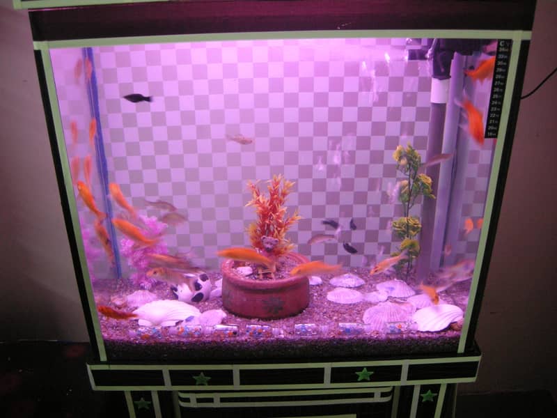 brand new aquruim with fishes (for sale) 3
