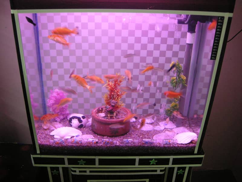 brand new aquruim with fishes (for sale) 4