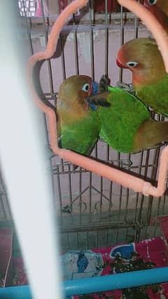 love birds for sale in karachi