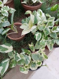Njoy Photos money plant in 5" pot home delivery is available