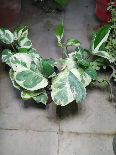 Njoy Photos money plant in 5" pot home delivery is available 2
